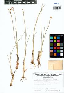 Allium anisopodium Ledeb., Siberia, Baikal & Transbaikal region (S4) (Russia)