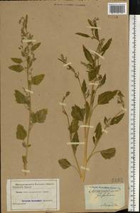 Chenopodium album L., Eastern Europe, Central forest region (E5) (Russia)