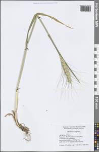 Hordeum vulgare L., Eastern Europe, Central region (E4) (Russia)