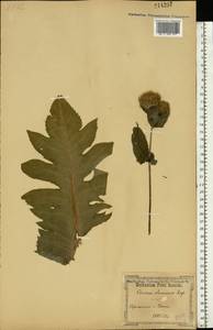 Cirsium oleraceum (L.) Scop., Eastern Europe, South Ukrainian region (E12) (Ukraine)