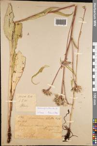 Saussurea parviflora (Poir.) DC., Siberia, Western (Kazakhstan) Altai Mountains (S2a) (Kazakhstan)