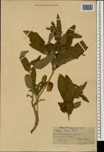 Phlomis herba-venti subsp. pungens (Willd.) Maire ex DeFilipps, Caucasus, Black Sea Shore (from Novorossiysk to Adler) (K3) (Russia)