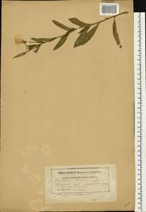 Oenothera biennis L., Eastern Europe, Belarus (E3a) (Belarus)