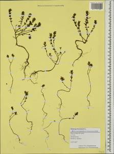 Satureja hortensis L., Caucasus, Black Sea Shore (from Novorossiysk to Adler) (K3) (Russia)