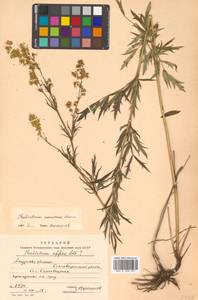 Thalictrum simplex subsp. amurense (Maxim.) Hand, Siberia, Russian Far East (S6) (Russia)