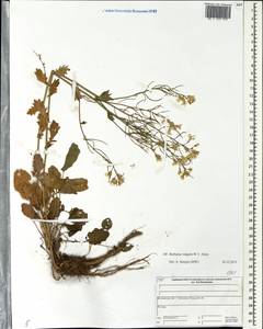 Barbarea vulgaris (L.) W.T. Aiton, Eastern Europe, Central forest region (E5) (Russia)