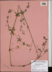 Galium intermedium Schult., Eastern Europe, Central region (E4) (Russia)