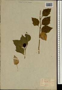 Physalis angulata L., South Asia, South Asia (Asia outside ex-Soviet states and Mongolia) (ASIA) (Japan)