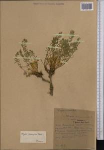 Astragalus adpressipilosus Gontsch., Middle Asia, Western Tian Shan & Karatau (M3) (Kyrgyzstan)