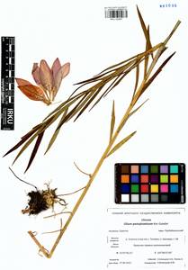 Lilium pensylvanicum Ker Gawl., Siberia, Baikal & Transbaikal region (S4) (Russia)