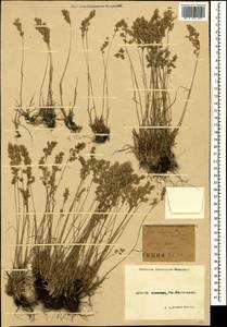 Poa alpina L., Caucasus, Krasnodar Krai & Adygea (K1a) (Russia)