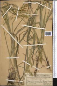 Piptatherum holciforme (M.Bieb.) Roem. & Schult., Middle Asia, Western Tian Shan & Karatau (M3) (Kazakhstan)