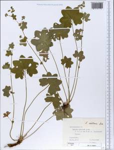 Alchemilla stellaris Juz., Eastern Europe, Central forest region (E5) (Russia)