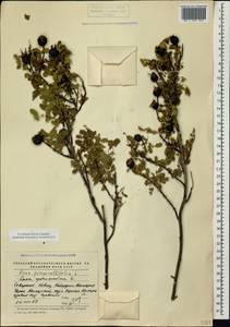 Rosa spinosissima L., Caucasus, Stavropol Krai, Karachay-Cherkessia & Kabardino-Balkaria (K1b) (Russia)