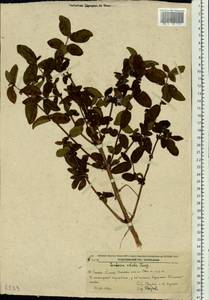 Lonicera caerulea subsp. caerulea, Siberia, Russian Far East (S6) (Russia)