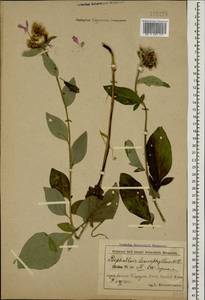 Psephellus leucophyllus (M. Bieb.) C. A. Mey., Caucasus, Azerbaijan (K6) (Azerbaijan)