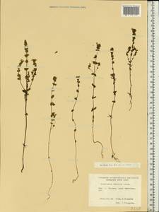 Euphrasia officinalis subsp. officinalis, Eastern Europe, North-Western region (E2) (Russia)