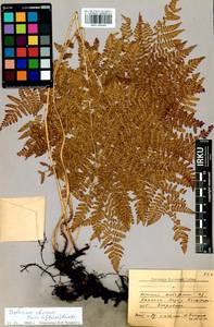 Diplazium sibiricum (Turcz. ex Kunze) Sa.Kurata, Siberia, Baikal & Transbaikal region (S4) (Russia)