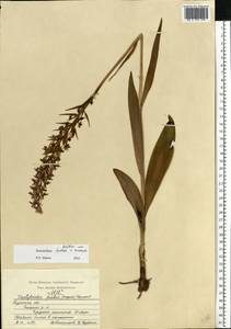 Dactylorhiza majalis subsp. baltica (Klinge) H.Sund., Eastern Europe, Central region (E4) (Russia)