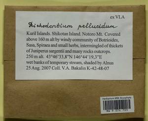 Dichodontium pellucidum (Hedw.) Schimp., Bryophytes, Bryophytes - Russian Far East (excl. Chukotka & Kamchatka) (B20) (Russia)