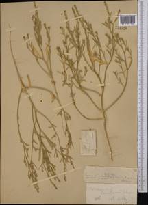 Corispermum laxiflorum Schrenk, Middle Asia, Muyunkumy, Balkhash & Betpak-Dala (M9) (Kazakhstan)