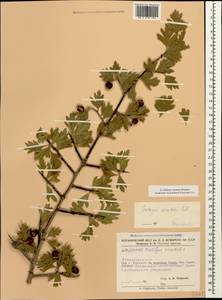 Crataegus orientalis Pall. ex M. Bieb., Caucasus, Armenia (K5) (Armenia)