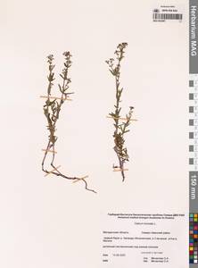 Galium boreale L., Siberia, Chukotka & Kamchatka (S7) (Russia)