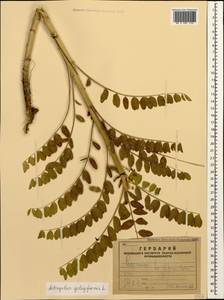 Astragalus galegiformis L., Caucasus, Armenia (K5) (Armenia)