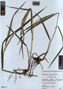 Phalaris arundinacea L., Siberia, Altai & Sayany Mountains (S2) (Russia)