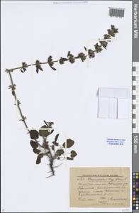 Dracocephalum thymiflorum L., Eastern Europe, Lower Volga region (E9) (Russia)