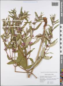 Phlomis herba-venti subsp. pungens (Willd.) Maire ex DeFilipps, Eastern Europe, Rostov Oblast (E12a) (Russia)