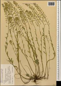 Alyssum trichostachyum Rupr., Caucasus, North Ossetia, Ingushetia & Chechnya (K1c) (Russia)
