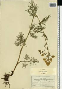 Thalictrum lucidum L., Eastern Europe, Moscow region (E4a) (Russia)