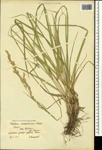 Festuca orientalis (Boiss.) B.Fedtsch., Crimea (KRYM) (Russia)