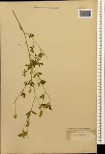 Trigonella spicata Sm., Caucasus (no precise locality) (K0)
