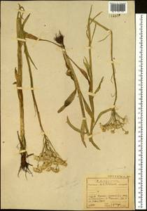 Tephroseris helenitis subsp. helenitis, Siberia, Baikal & Transbaikal region (S4) (Russia)