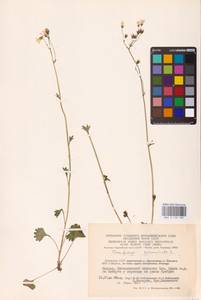 Saxifraga granulata L., Eastern Europe, Lithuania (E2a) (Lithuania)