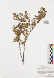 Spiraea alba var. latifolia (Aiton) H. E. Ahles, Eastern Europe, Central region (E4) (Russia)