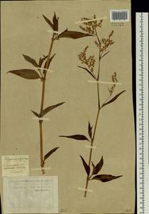 Koenigia alpina (All.) T. M. Schust. & Reveal, Siberia, Western Siberia (S1) (Russia)