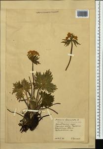 Anemonastrum narcissiflorum subsp. fasciculatum (L.) Raus, Caucasus, Krasnodar Krai & Adygea (K1a) (Russia)
