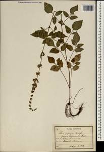 Salvia japonica Thunb., South Asia, South Asia (Asia outside ex-Soviet states and Mongolia) (ASIA) (Japan)