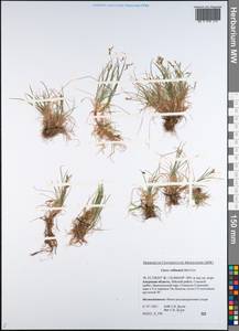 Carex williamsii Britton, Siberia, Russian Far East (S6) (Russia)