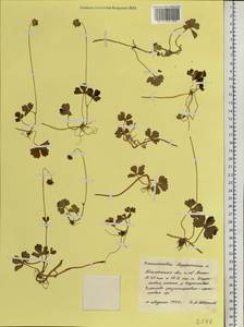 Coptidium lapponicum (L.) Á. Löve & D. Löve, Siberia, Western Siberia (S1) (Russia)