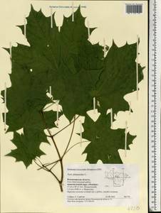 Acer platanoides L., Eastern Europe, Central region (E4) (Russia)
