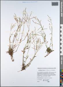 Arabidopsis lyrata subsp. lyrata, Siberia, Yakutia (S5) (Russia)