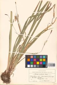 Carex pilosa Scop., Eastern Europe, Moscow region (E4a) (Russia)