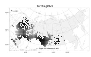 Turritis glabra L., Atlas of the Russian Flora (FLORUS) (Russia)