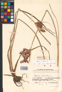 Cyperus longus L., Eastern Europe, South Ukrainian region (E12) (Ukraine)