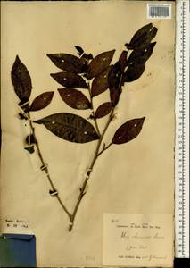 Camellia sinensis subsp. sinensis, South Asia, South Asia (Asia outside ex-Soviet states and Mongolia) (ASIA) (Indonesia)