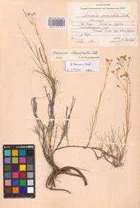 Eremogone saxatilis (L.) Ikonn., Eastern Europe, Eastern region (E10) (Russia)